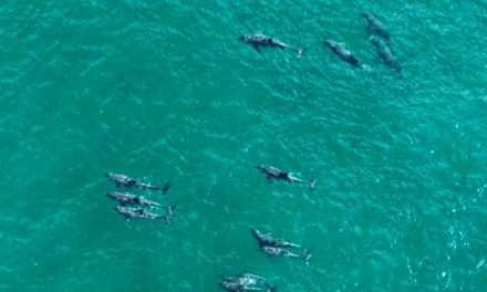 Golfinhos visitam Itacoatiara