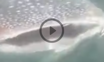 Tubarão-baleia surpreende pescadores em Itaipu