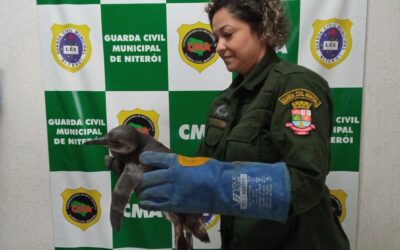 Coordenadoria de Meio Ambiente da Guarda Municipal de Niterói resgata pinguim na Ilha da Conceição