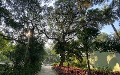 Censo inédito mapeia todas as árvores do Campo de São Bento e dos hortos do Fonseca e do Barreto