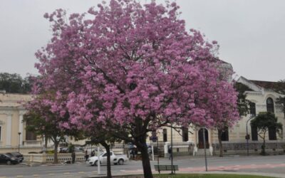 Chegada da primavera é senha para floração dos Ipês em Niterói