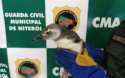 Coordenadoria de Meio Ambiente da Guarda Municipal de Niterói resgatou mais de 3 mil animais em 2022