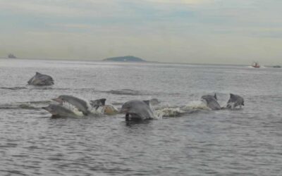 Golfinhos dão “show” no mar de Niterói