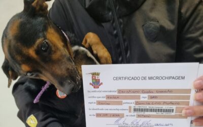 Niterói investe em tecnologia para proteger animais de estimação e combater o abandono