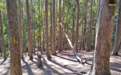 Conheça o Bosque dos Eucaliptos no Parque da Cidade em Niterói