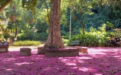 Tapete rosa recepciona visitantes no Solar do Jambeiro, em Niterói