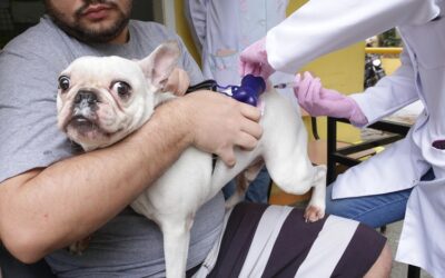 Niterói inicia Campanha de Vacinação Antirrábica Animal