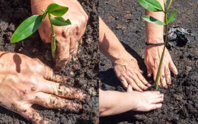 Projeto ambiental realiza plantio de mudas na Lagoa de Itaipu