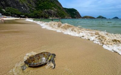 Projeto Aruanã: protegendo tartarugas marinhas em Niterói