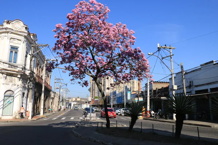 Niterói recebe reconhecimento como ‘Cidade Árvore do Mundo”