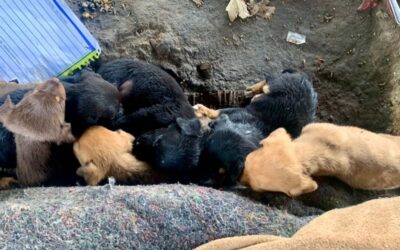 Resgate Amigo: voluntários combatem o abandono de cães e gatos