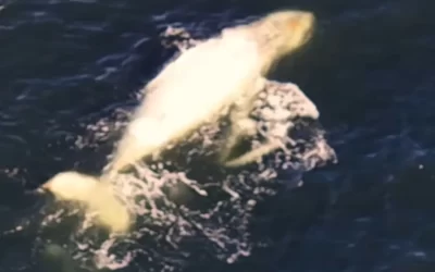 Flagrante de Baleia na Praia de Itacoatiara, Niterói