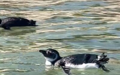Pinguins são flagrados na Praia de Itaipu