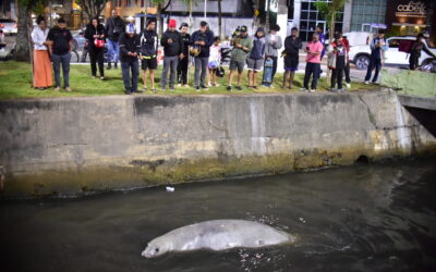 Elefante-marinho surpreende moradores em Niterói