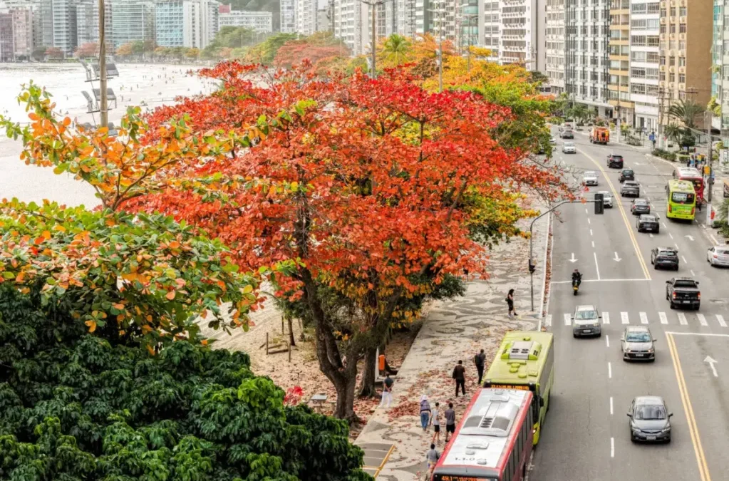 Niterói recebe selo Tree Cities of the World pelo 5º ano