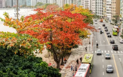 Niterói recebe selo Tree Cities of the World pelo 5º ano