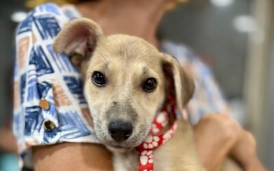 Feira de adoção pet em Niterói: Multicenter Itaipu