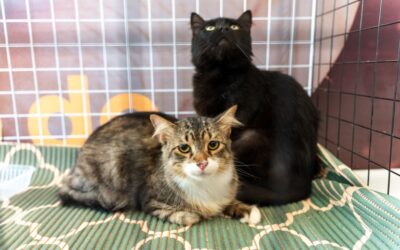 Feira de adoção de cães e gatos em Niterói